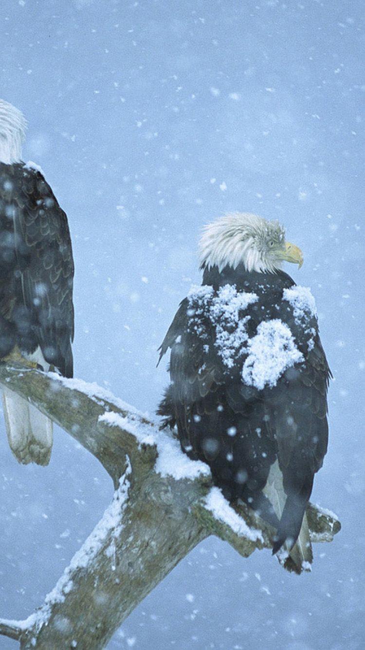 750x1334 Free download Bald eagles in Alaska iPhone 6 Wallpaper HD Wallpaper For iPhone 6 [750x1334] for your Desktop, Mobile & Tablet. Explore Alaska iPhone Wallpaper. Best iPhone Wallpaper, iPhone