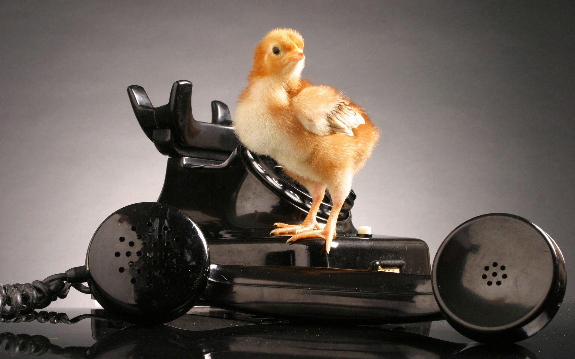 1920x1200 birds, Animals, Chicks, chickens, Baby, Birds, Telephone
