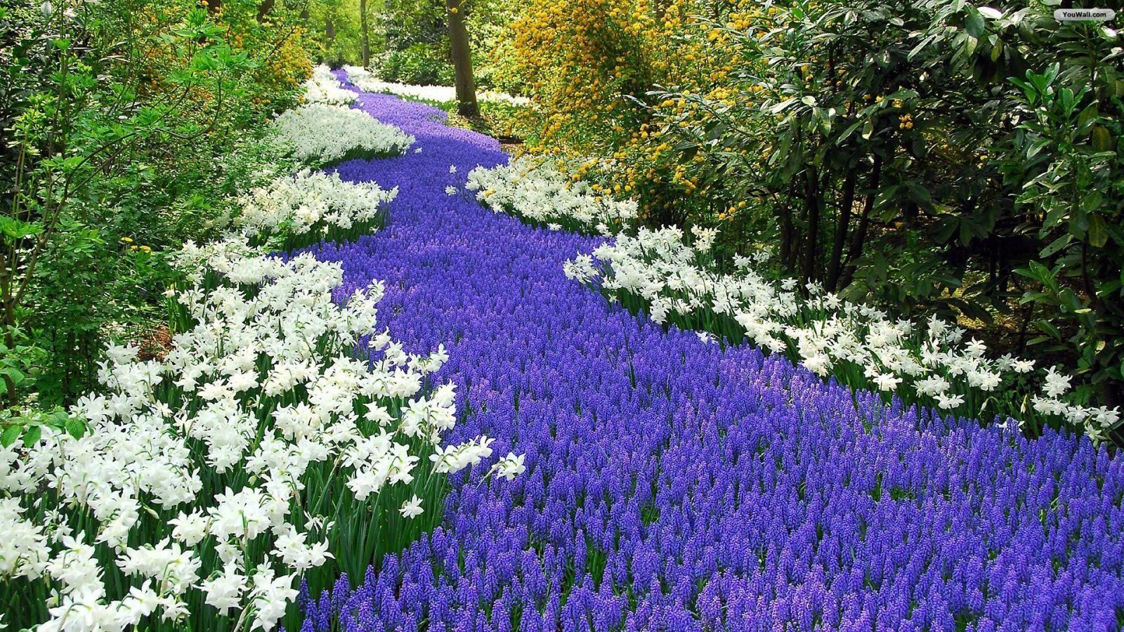 1600x900 Free download Beautiful Flower Garden Wallpaper Download