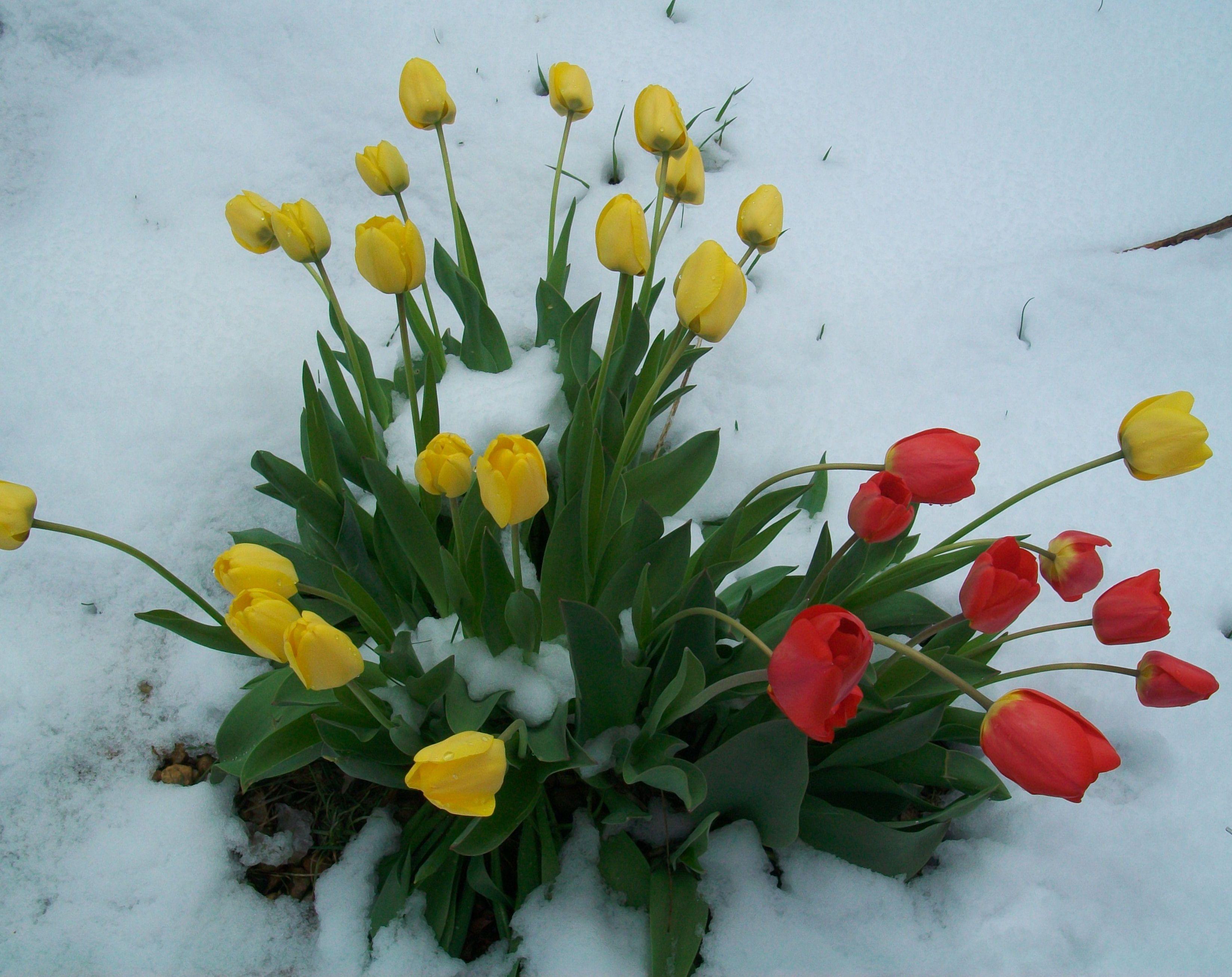 3295x2614 Snow Flower Garden Wallpaper. Snow Wallpaper, Snow White Wallpaper and Snow Desktop Wallpaper