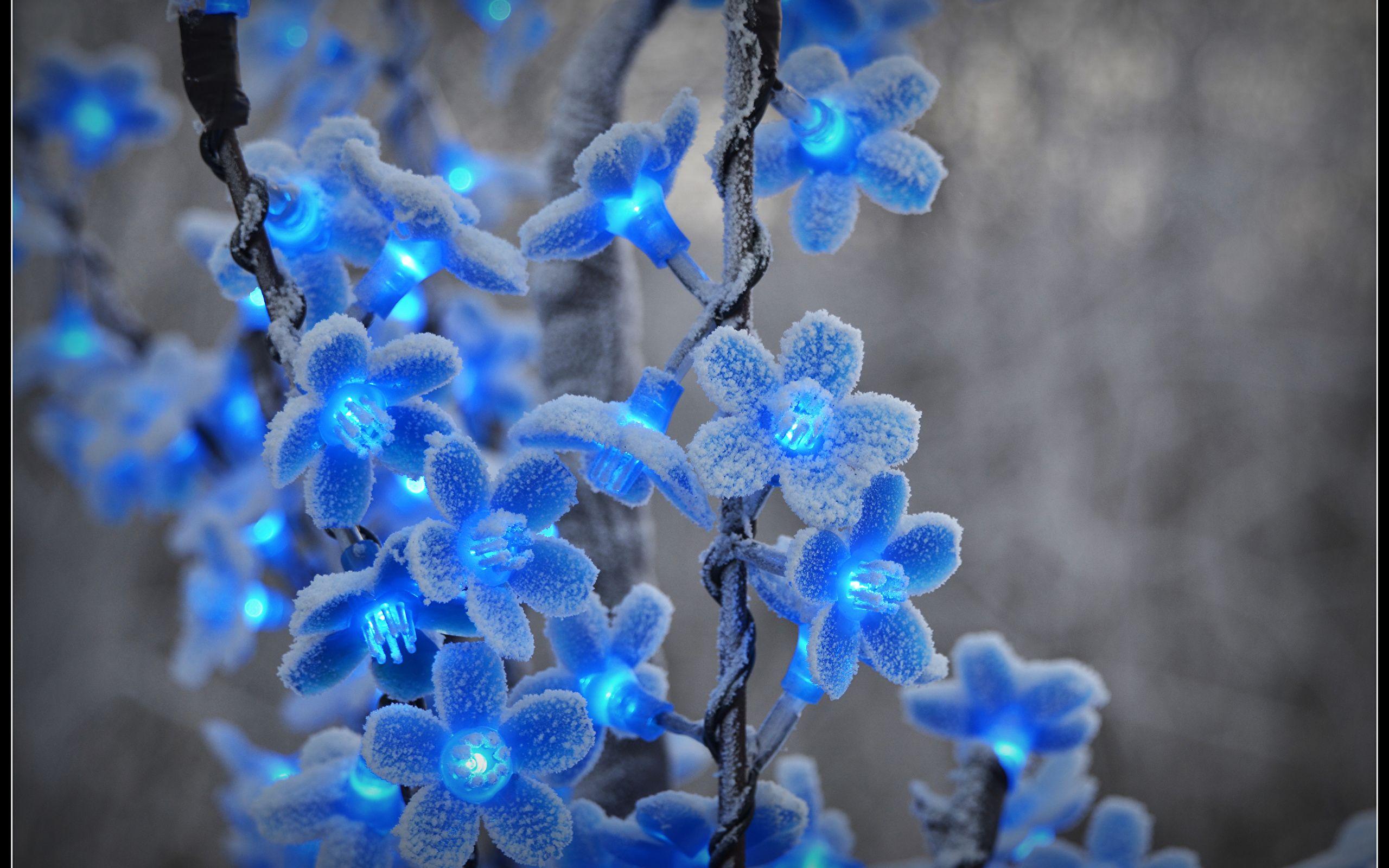 2560x1600 Desktop Wallpaper Flowers Fairy lights Closeup 2560x1600
