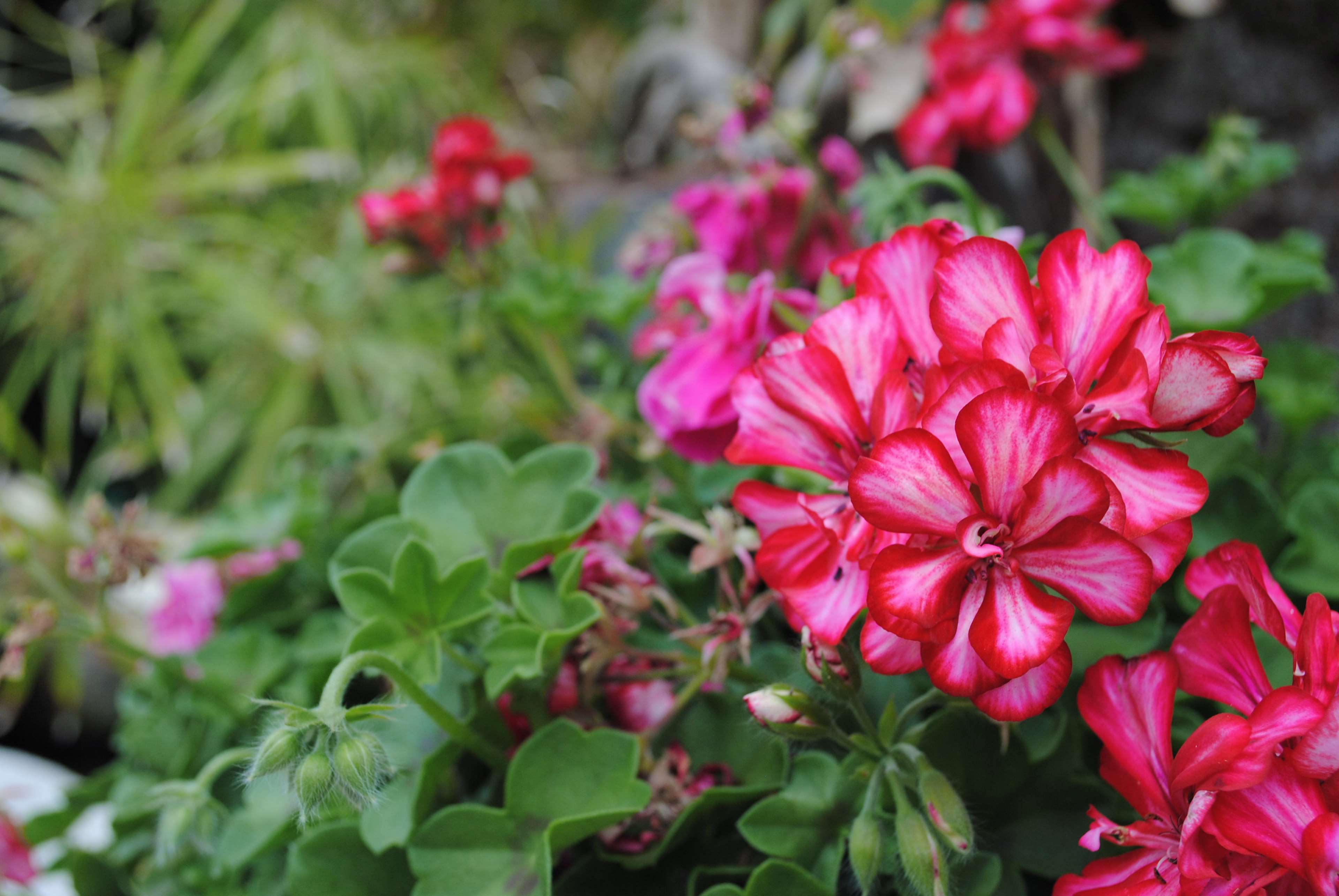3840x2571 beautiful, beautiful flowers, flower, flowers, garden