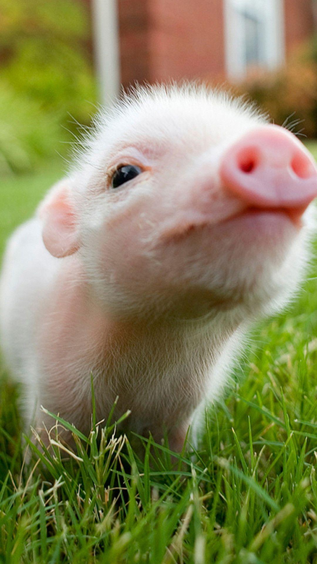 1080x1920 Pig Wallpaper
