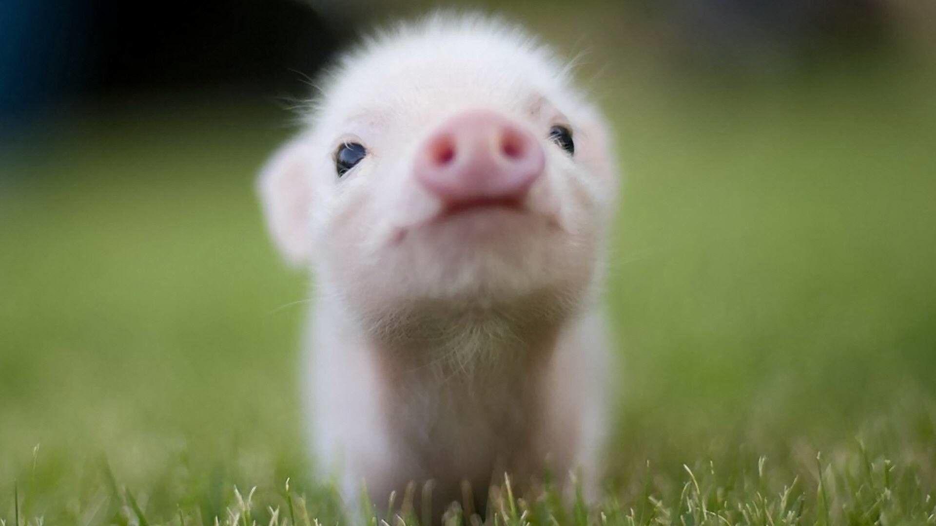1920x1080 Pig Wallpaper
