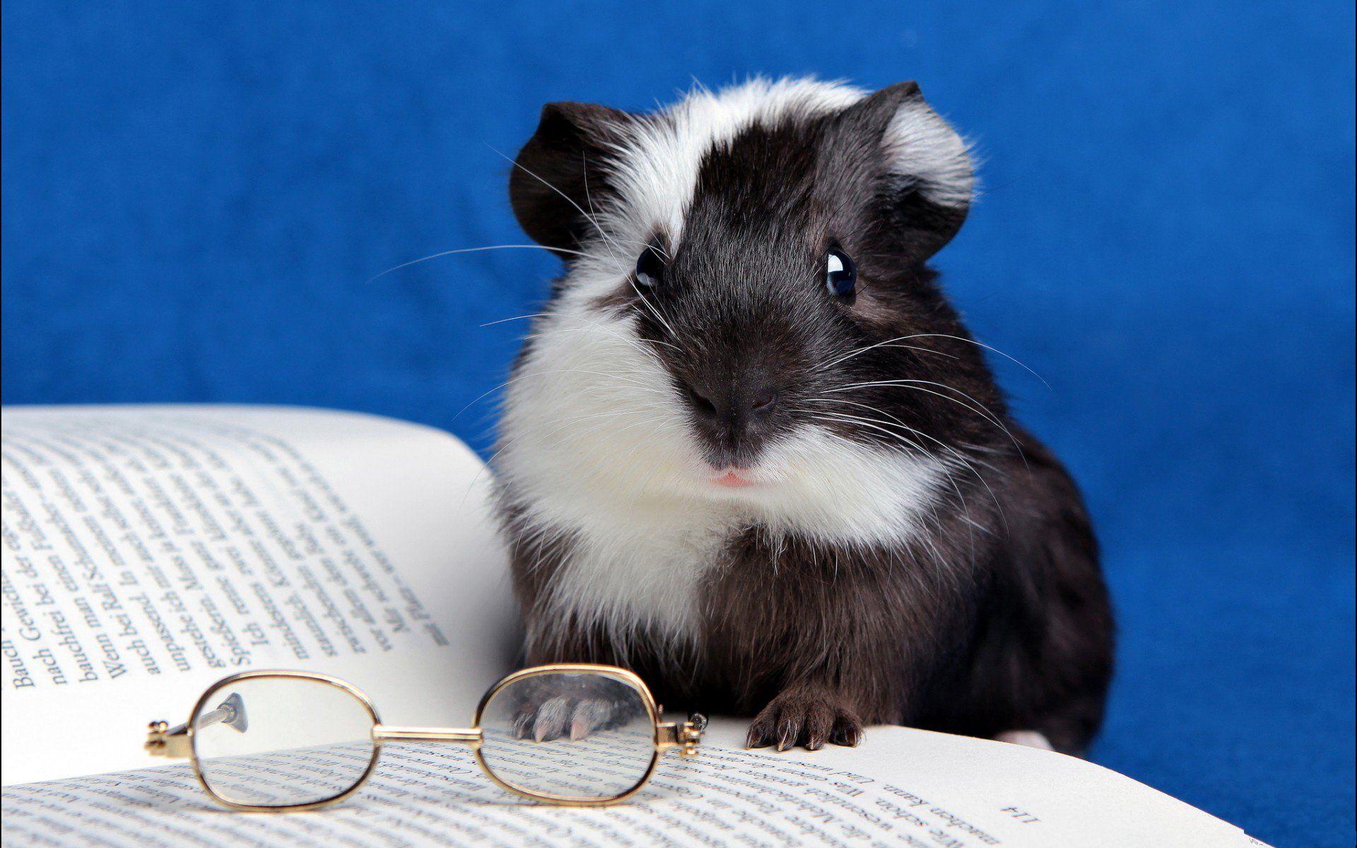 1920x1200 Guinea Pig HD Wallpaper and Background Image
