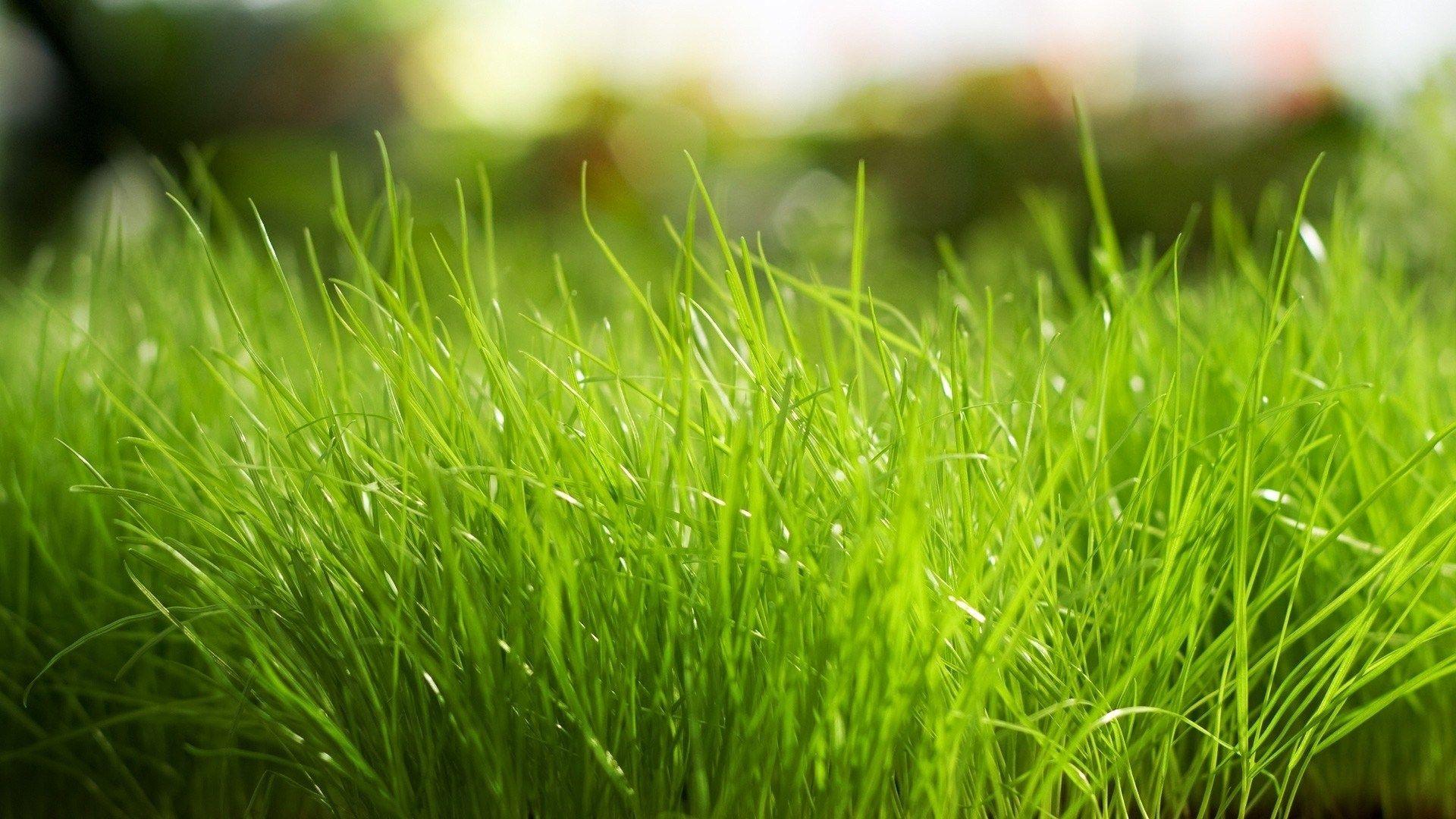 1920x1080 Bright HD Wallpaper