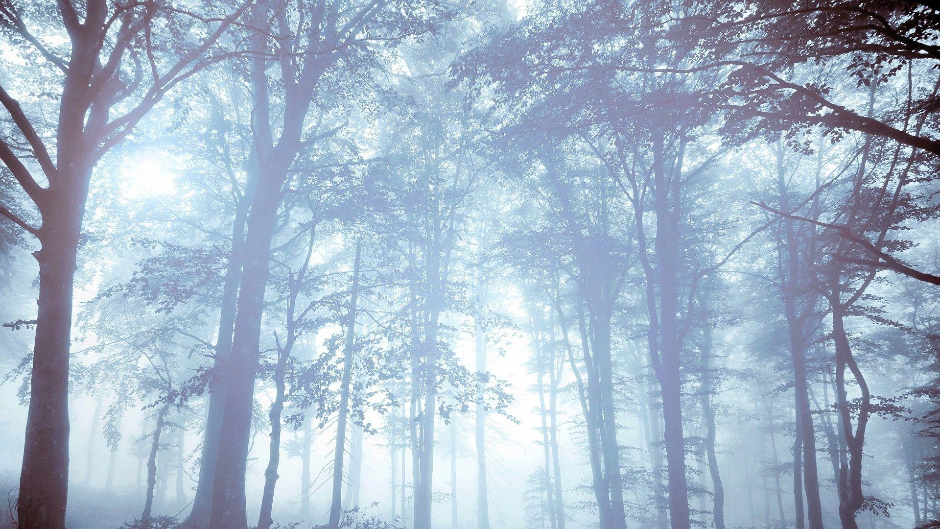 1920x1080 nature, Forest, Mist, Trees, Bright Wallpaper HD / Desktop