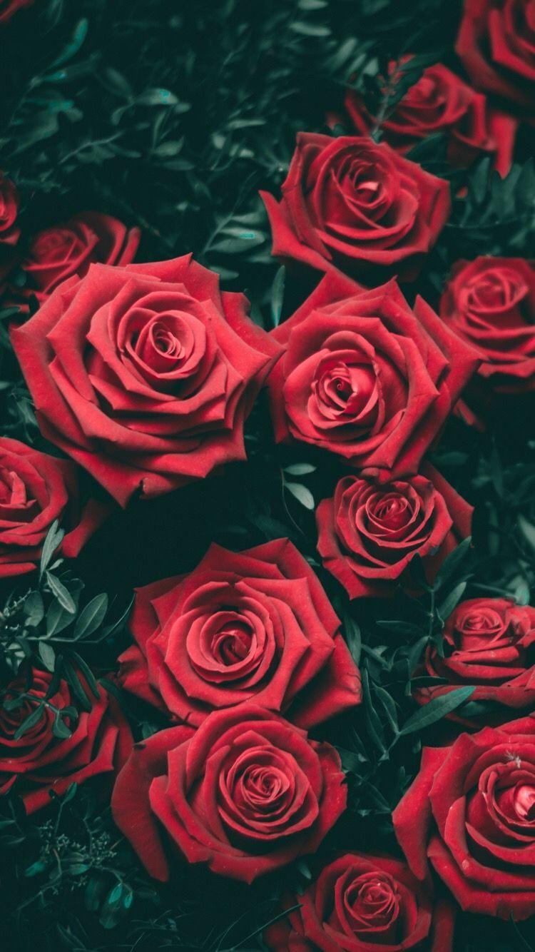 750x1334 Wallpaper. Rose wallpaper, Flowers