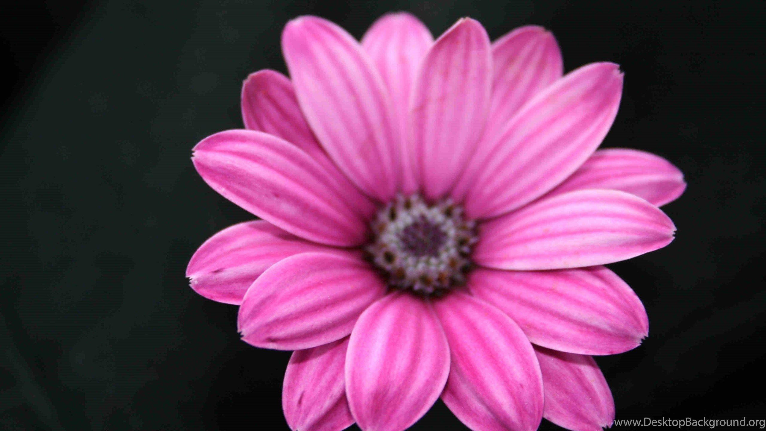 Black and Pink Floral Wallpapers Top Free Black and Pink Floral