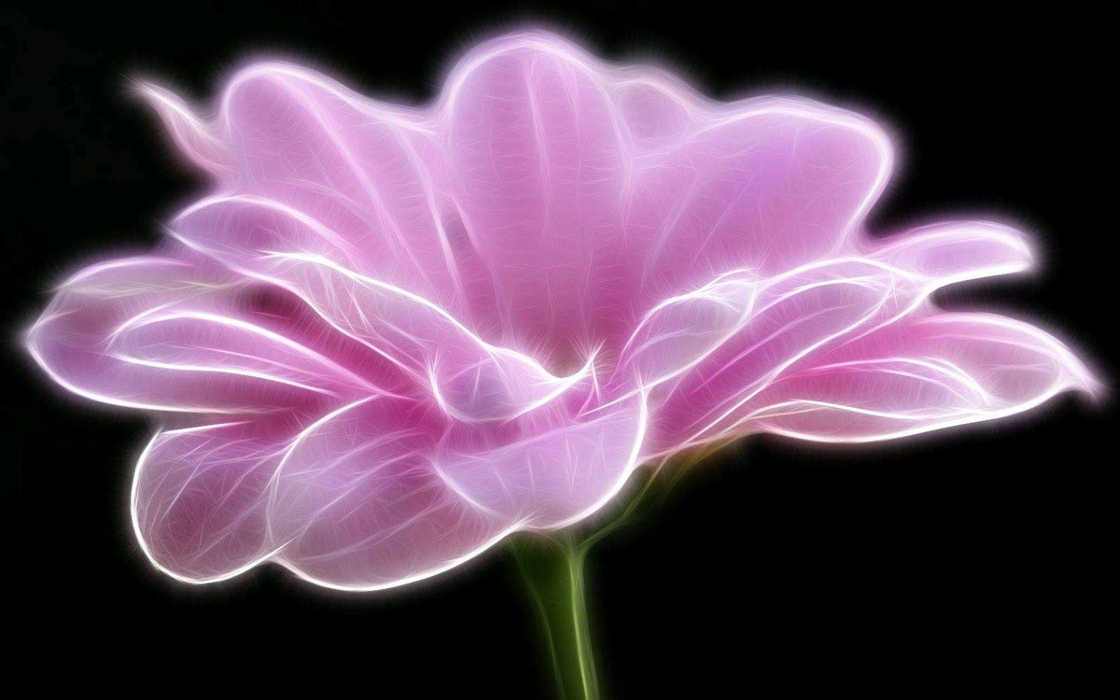 1600x1000 black and pink flower wallpaper