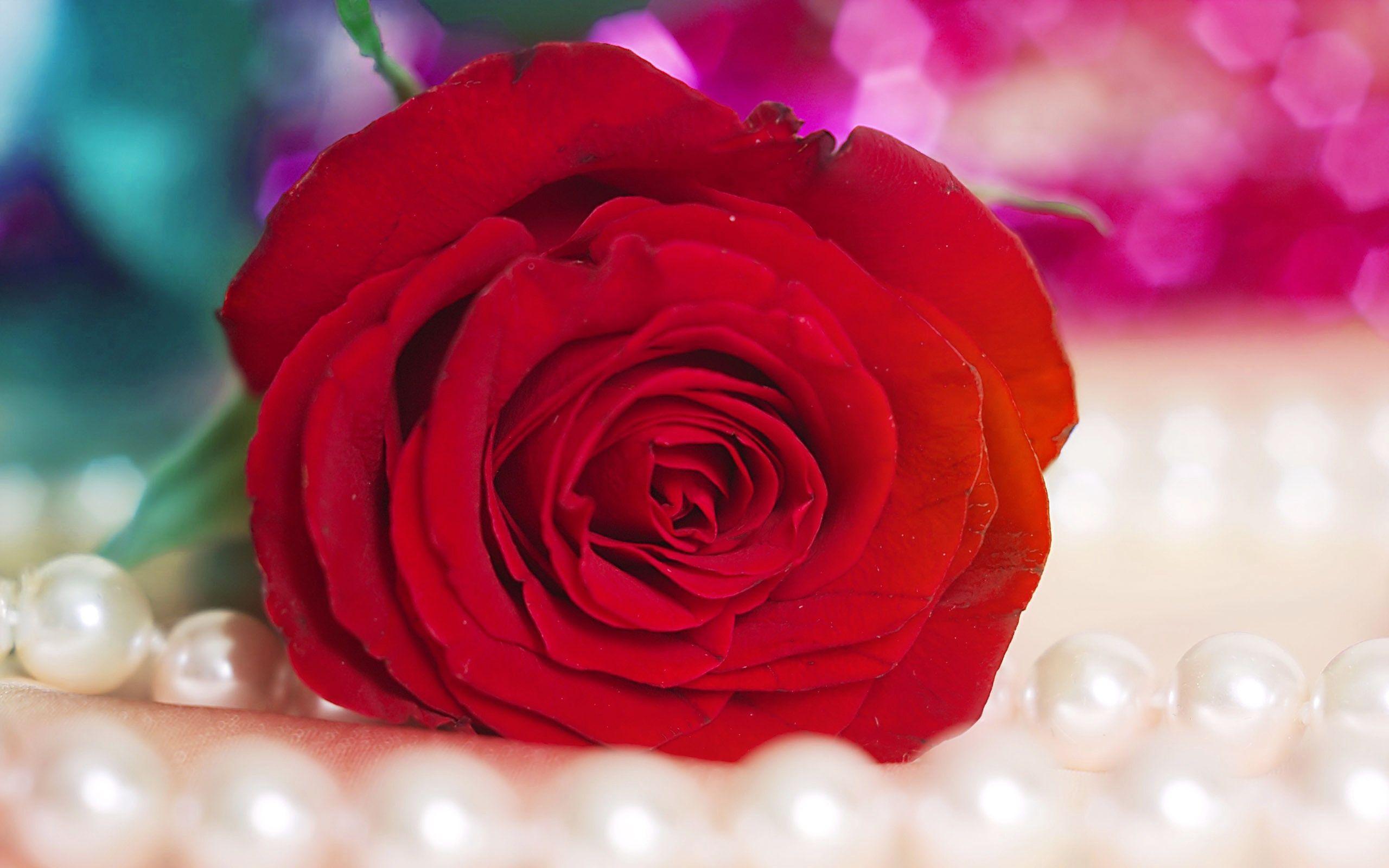 2560x1600 Rose Wallpaper Download