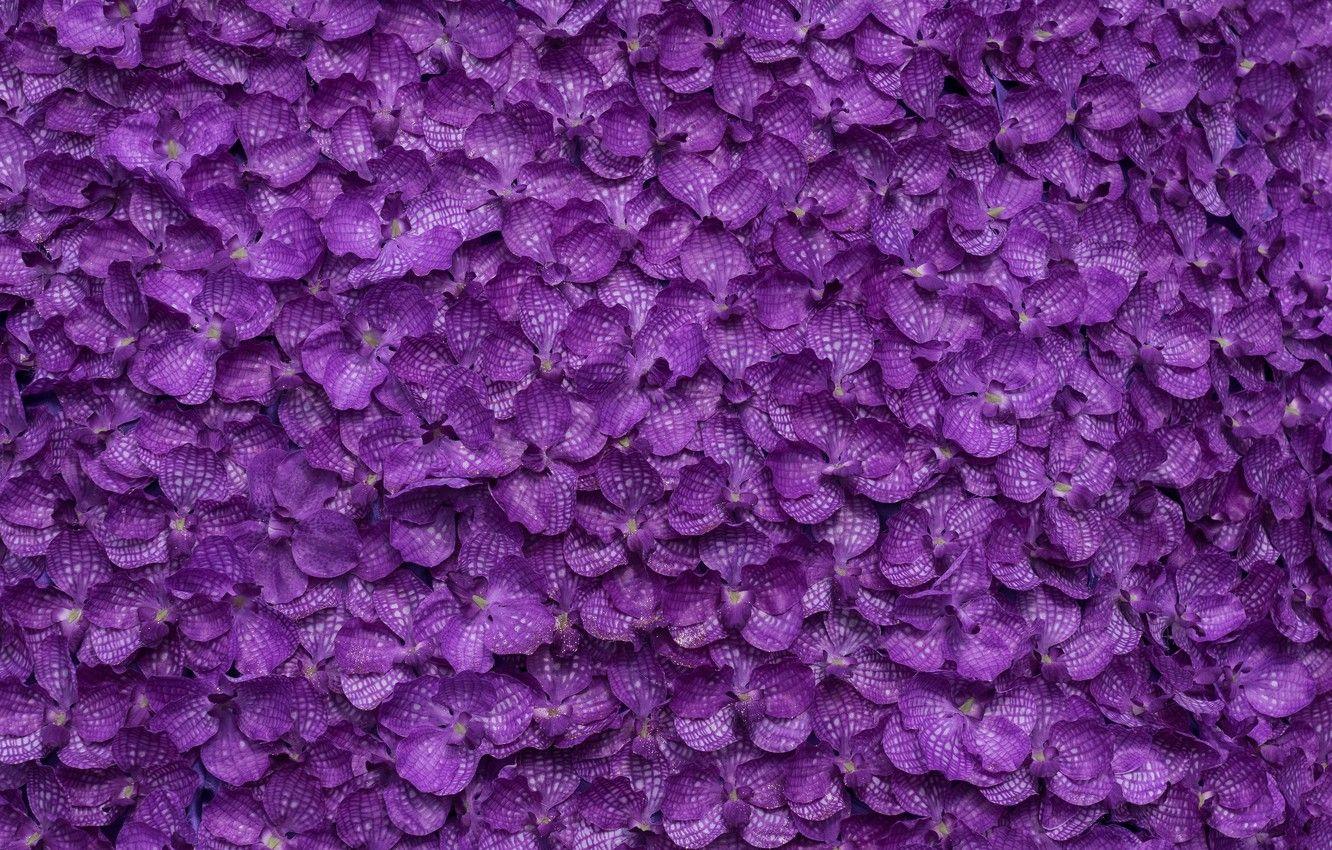 1332x850 Wallpaper flowers, background, petals, purple, background, purple