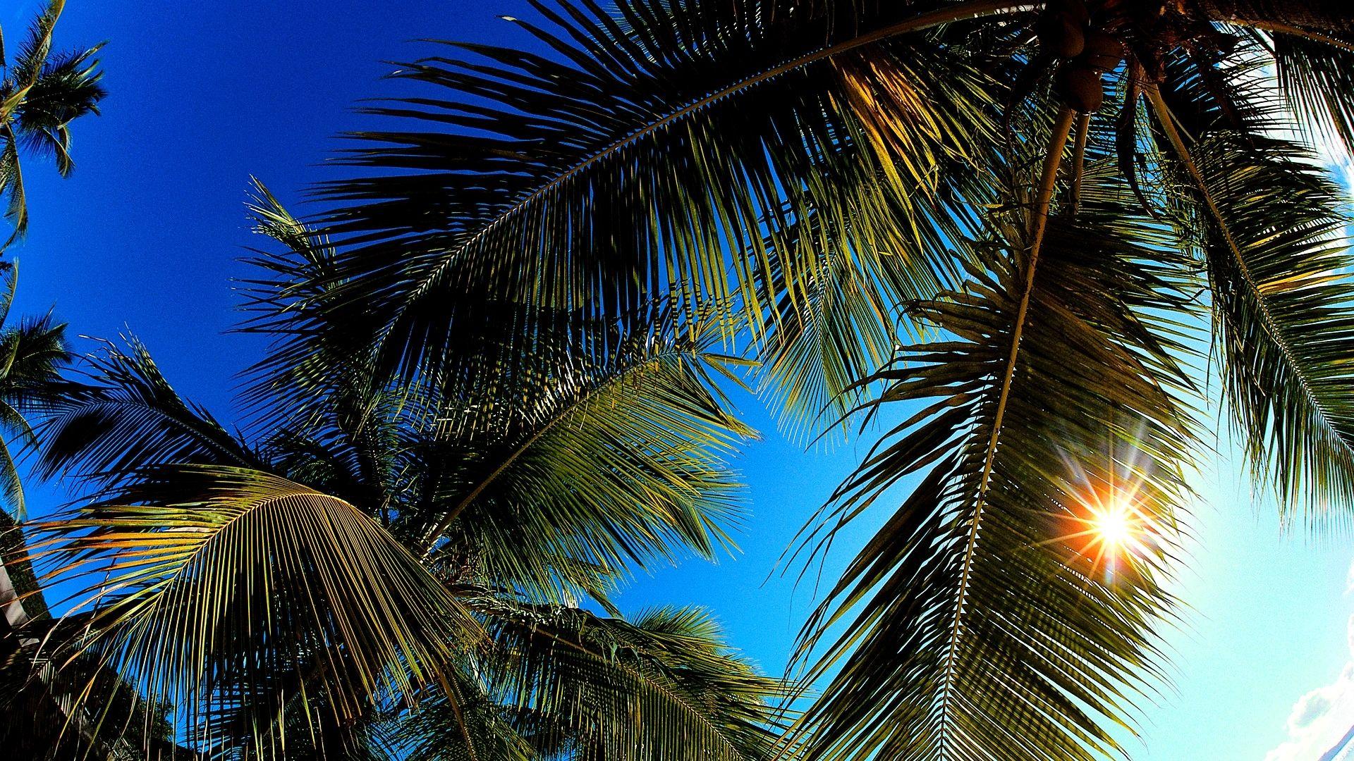 1920x1080 Palm Leaf Wallpaper