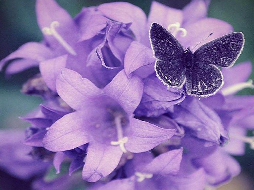 1024x768 Purple Floral Wallpaper