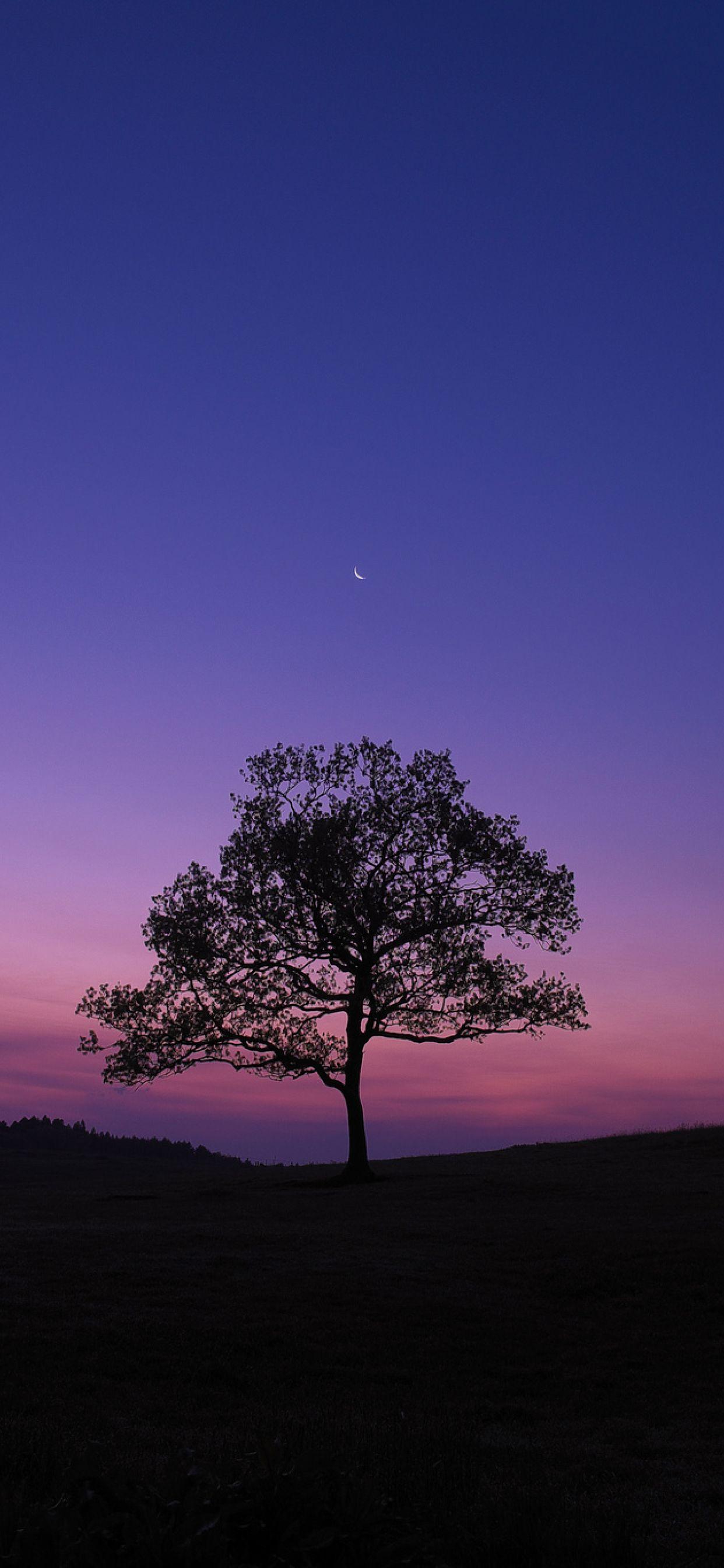 1242x2688 Dark Sky Tree Purple Sky Nature iPhone XS MAX Wallpaper