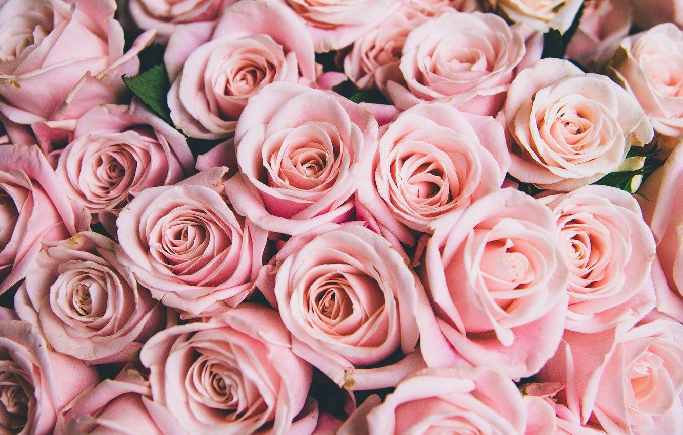 1332x850 Wallpaper flowers, roses, pink, buds, pink, flowers, romantic