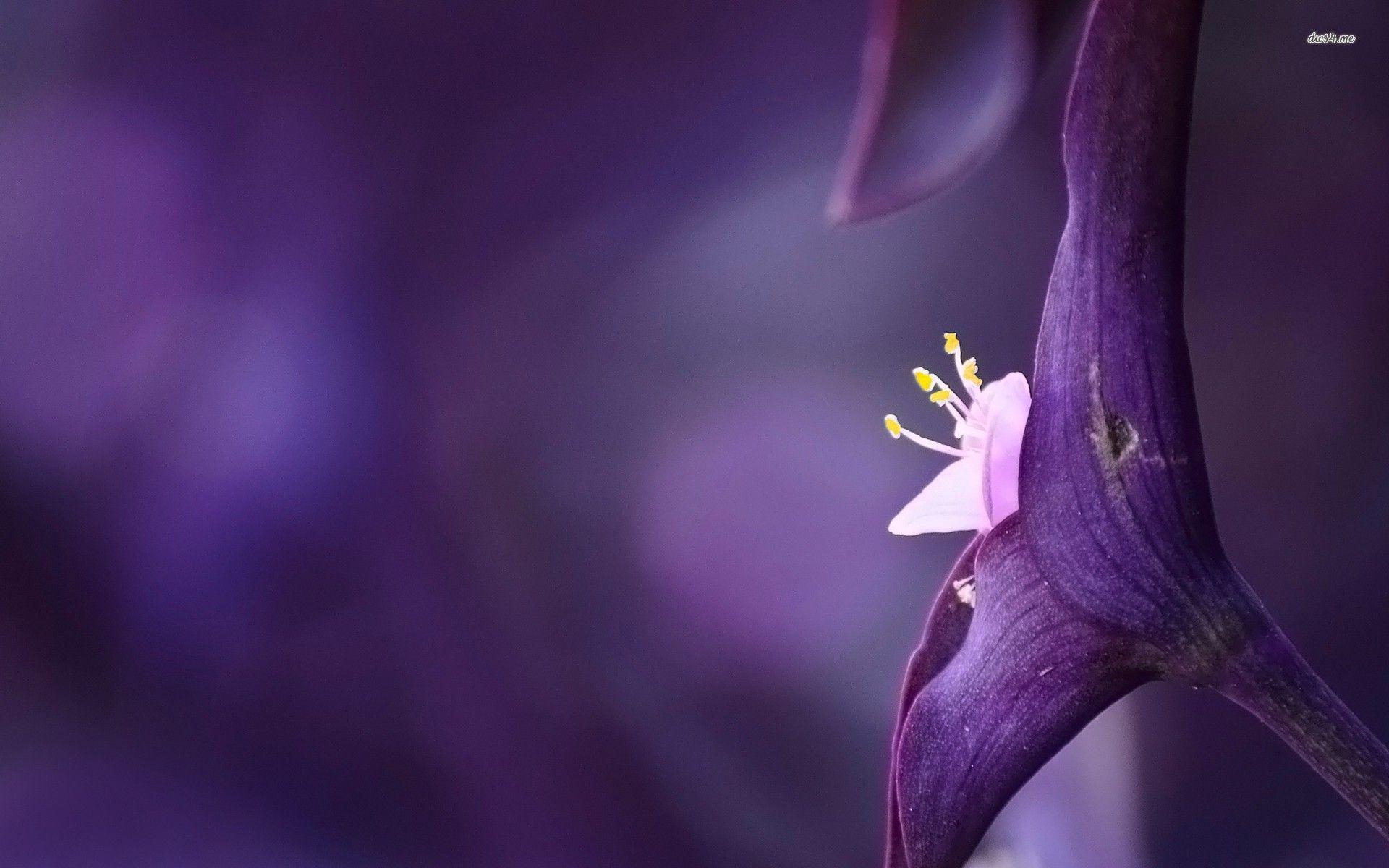1920x1200 Violet Flowers Wallpaper