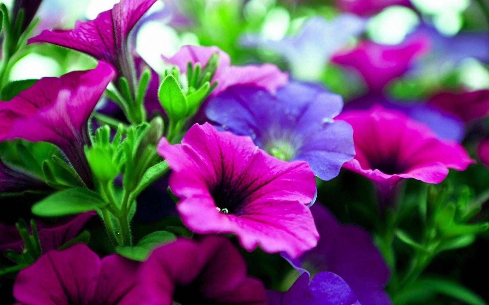 1680x1050 Pink And Purple Flower Background