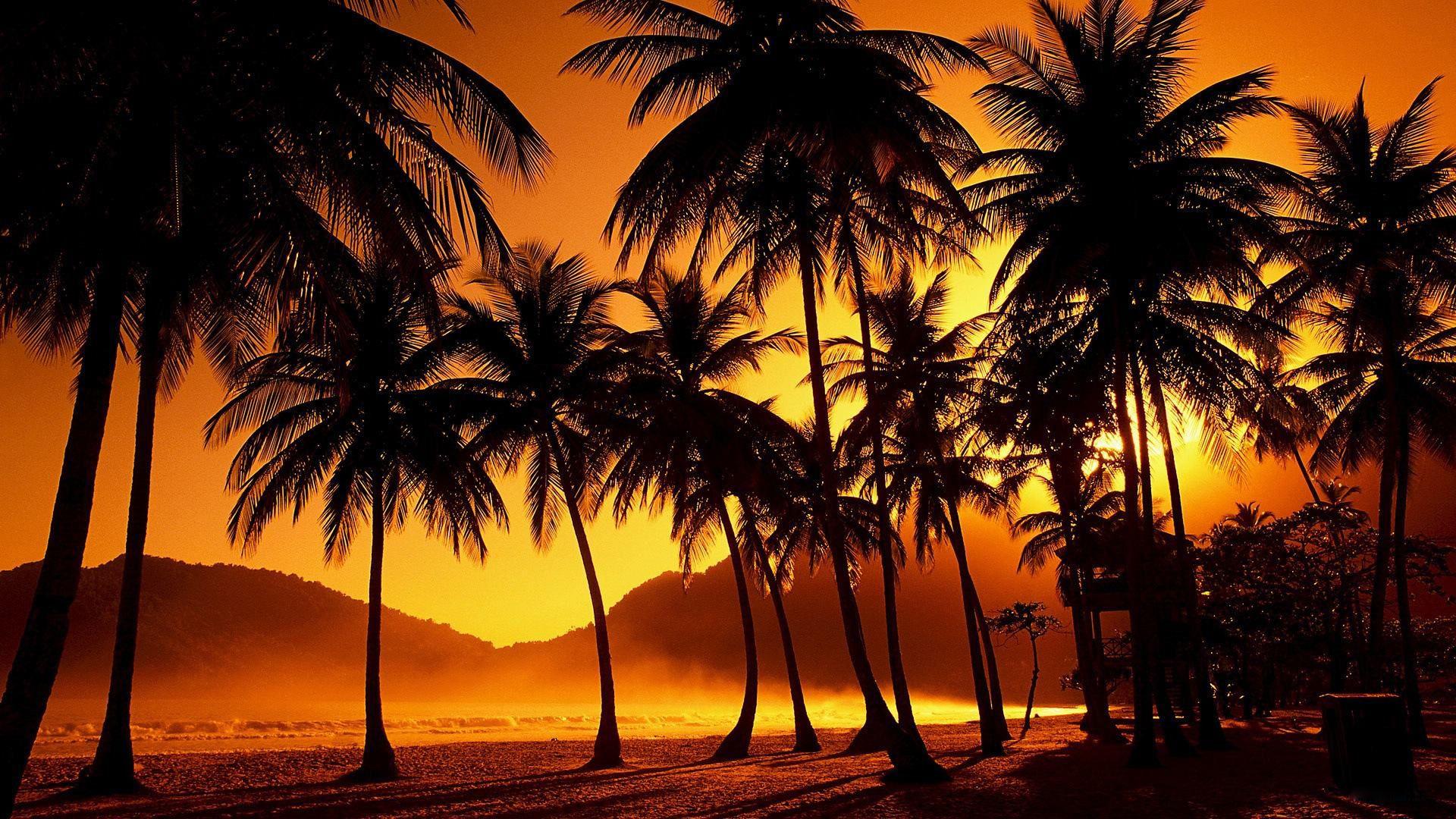 1920x1080 Desktop Palm Tree HD Wallpaper