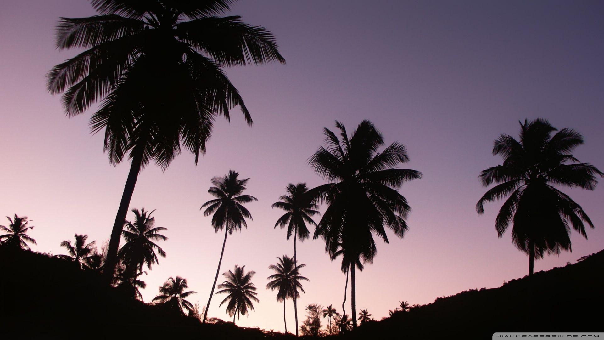 1920x1080 Twilight Palms Ultra HD Desktop Background Wallpaper for 4K UHD TV : Widescreen & UltraWide Desktop & Laptop : Tablet