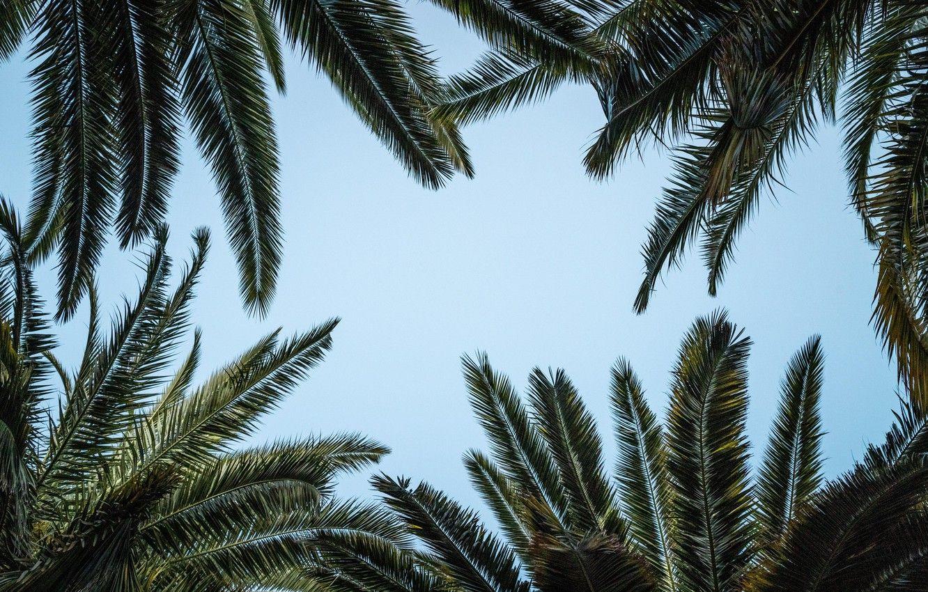 1332x850 Wallpaper Nature, Leaves, Blue Sky, Palm Trees, Palms, Bottom View, 4k Ultra HD Background, Low Angle Photography Image For Desktop, Section природа