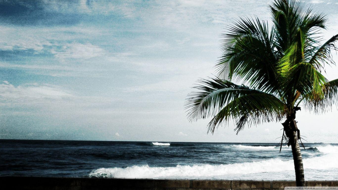 1366x768 Palm Tree, Ocean Ultra HD Desktop Background Wallpaper for 4K UHD TV : Tablet