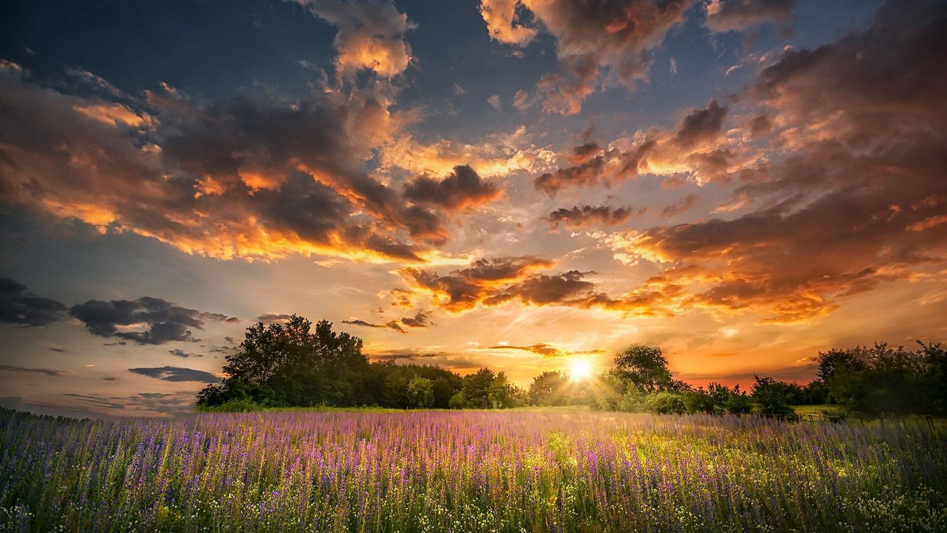 1920x1080 Wallpaper Summer, flowers, sunset, clouds, nature 1920x1200 HD Picture, Image