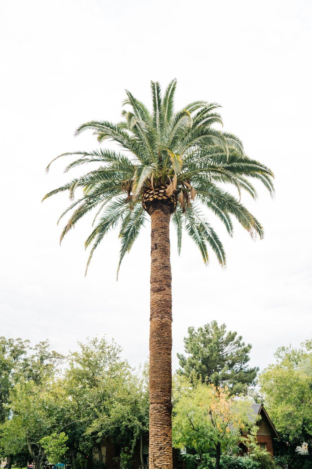 1000x1499 Palm Tree Wallpaper: Free HD Download [HQ]
