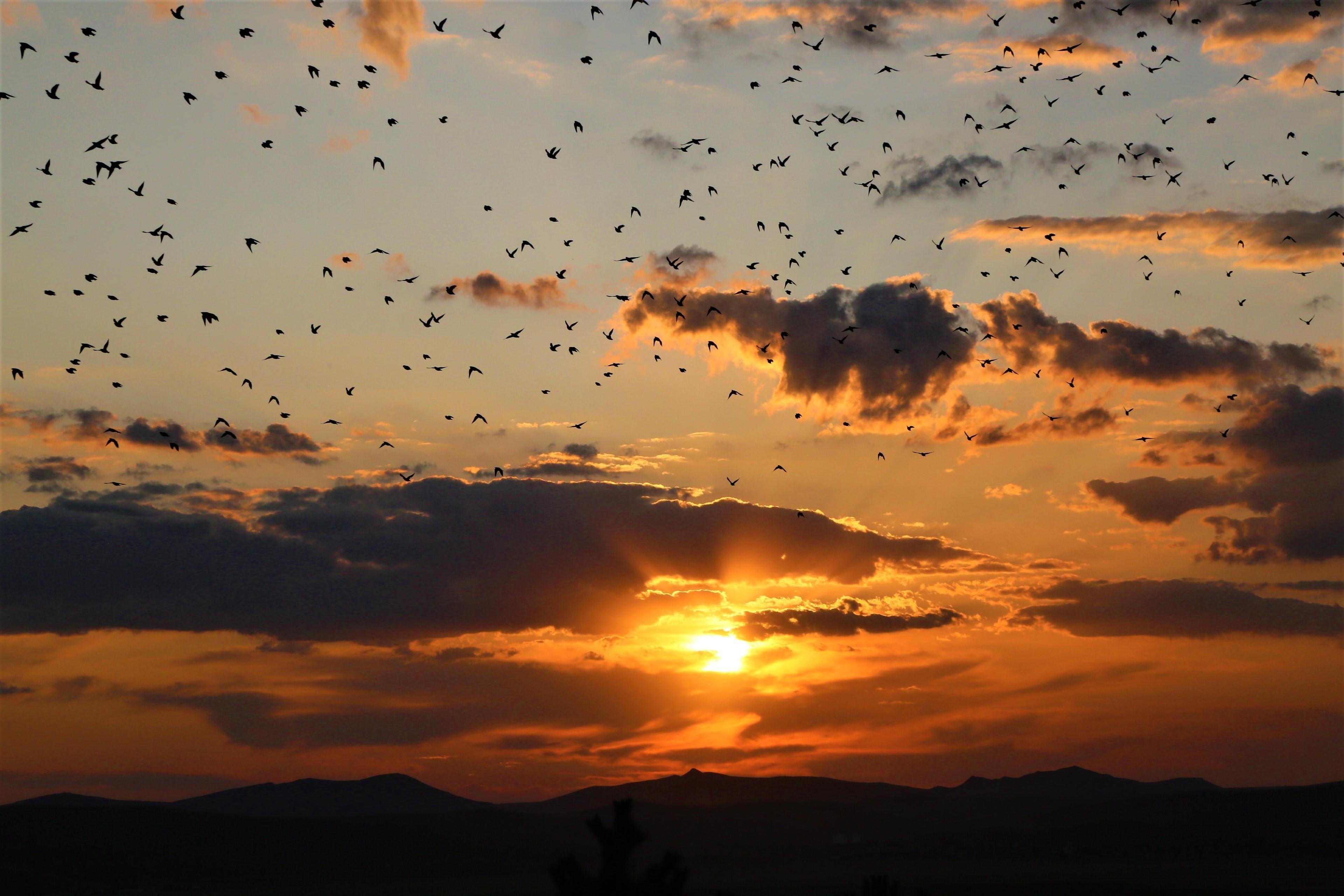 3840x2560 wallpaper sunset, clouds, birds, landscape, dark HD : Widescreen : High Definition