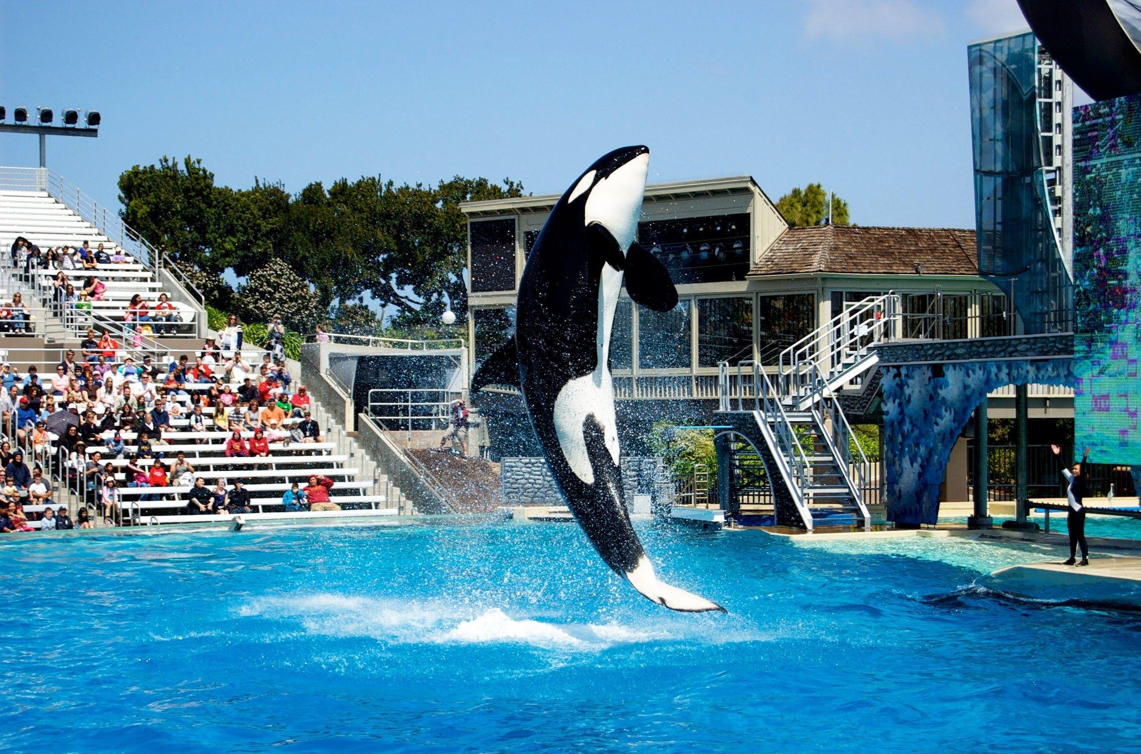 2300x1520 Amazing Black Fish Show in SeaWorld San Diego City United States