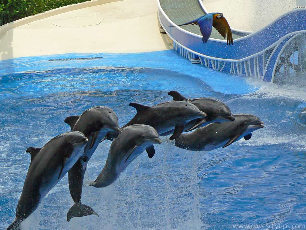 1024x768 SeaWorld Orlando Background. SeaWorld