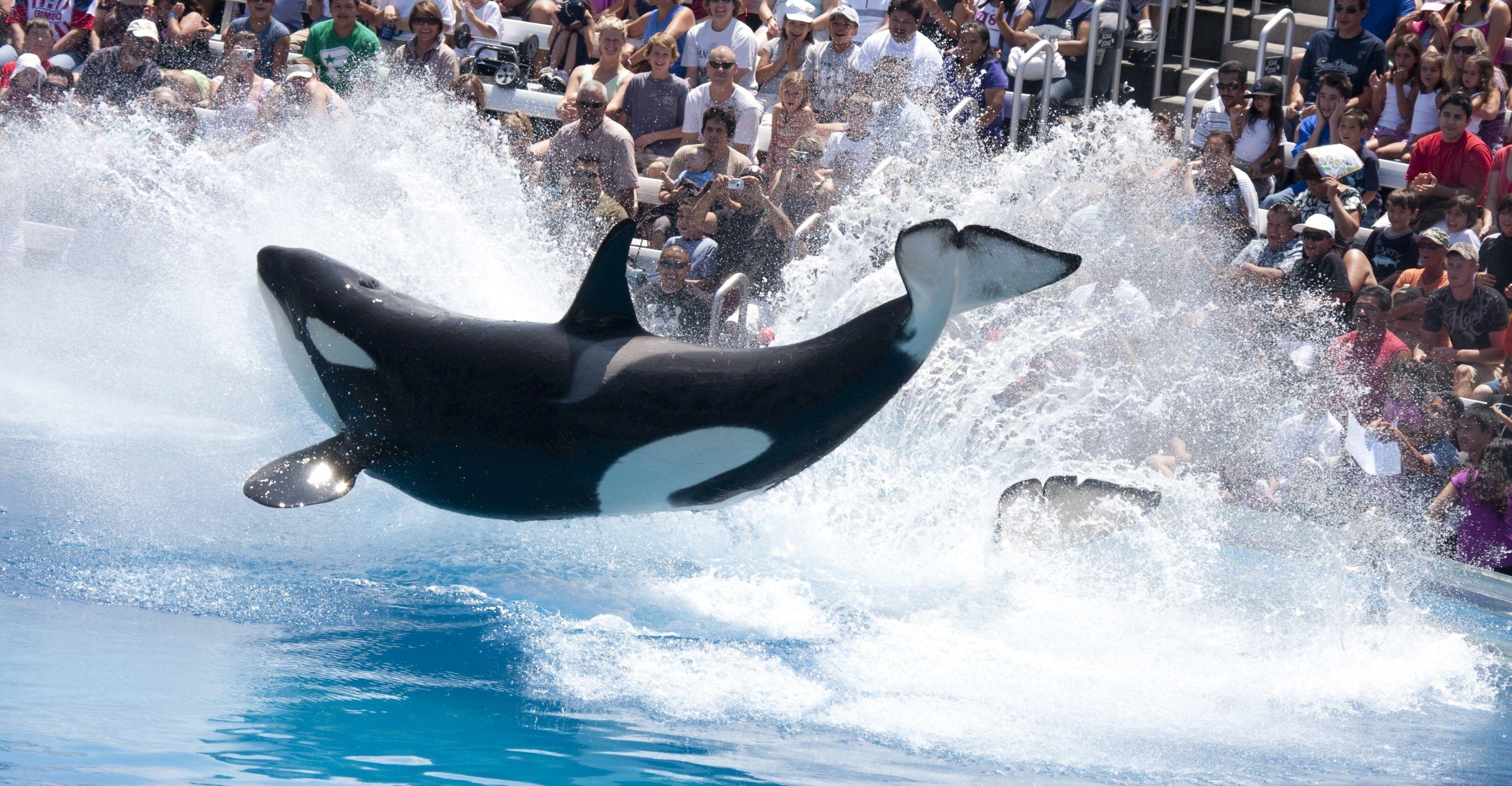 3888x2021 SeaWorld San Antonio in Texas 4K Wallpaper