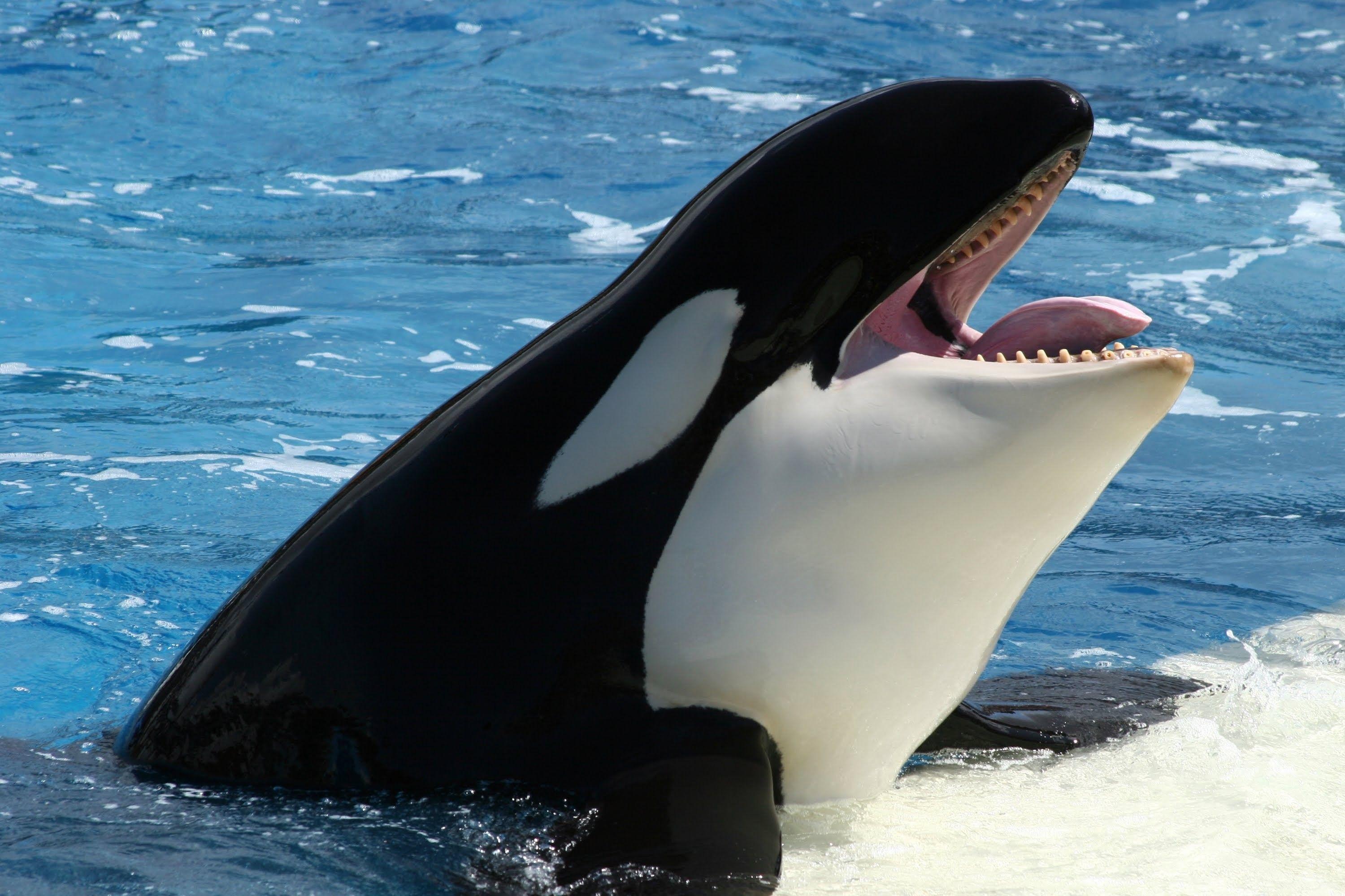 3000x1999 Seaworld Wallpaper