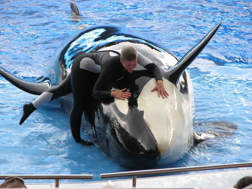 Sea World Wallpapers - Top Free Sea World Backgrounds - WallpaperAccess