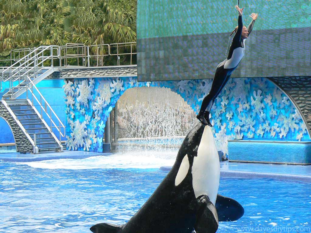 1024x768 Shamu Wallpaper