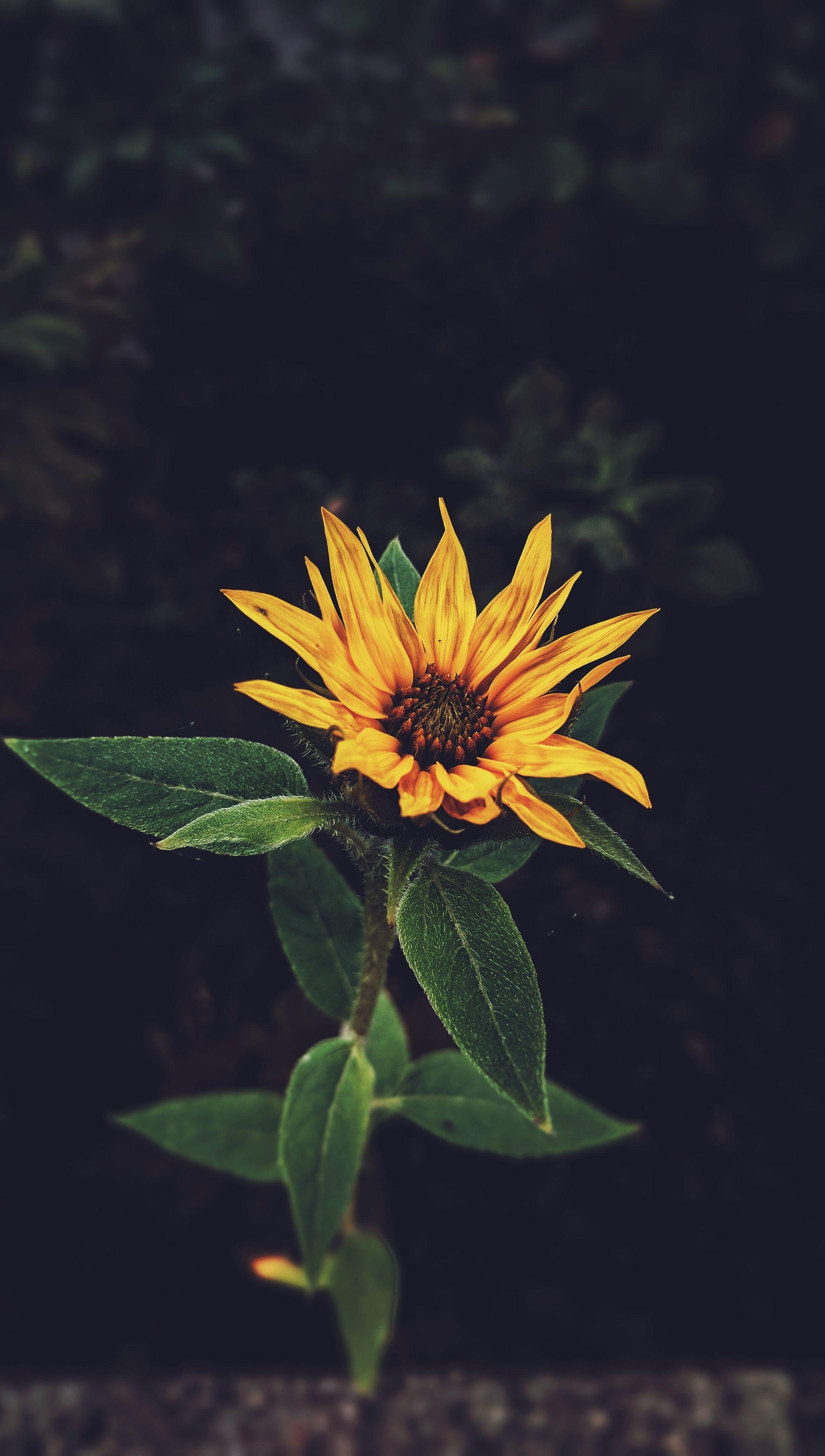2168x3824 yellow and green sunflower free image