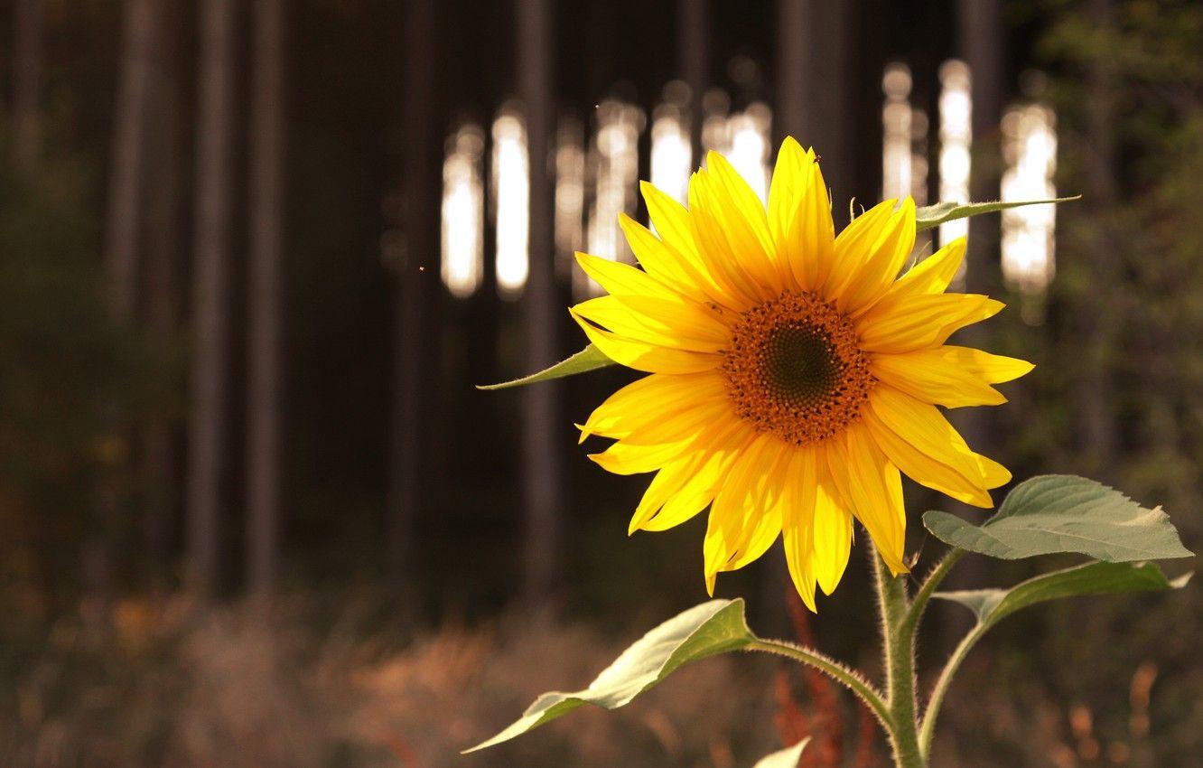 1332x850 Wallpaper flower, light, yellow, nature, the dark background