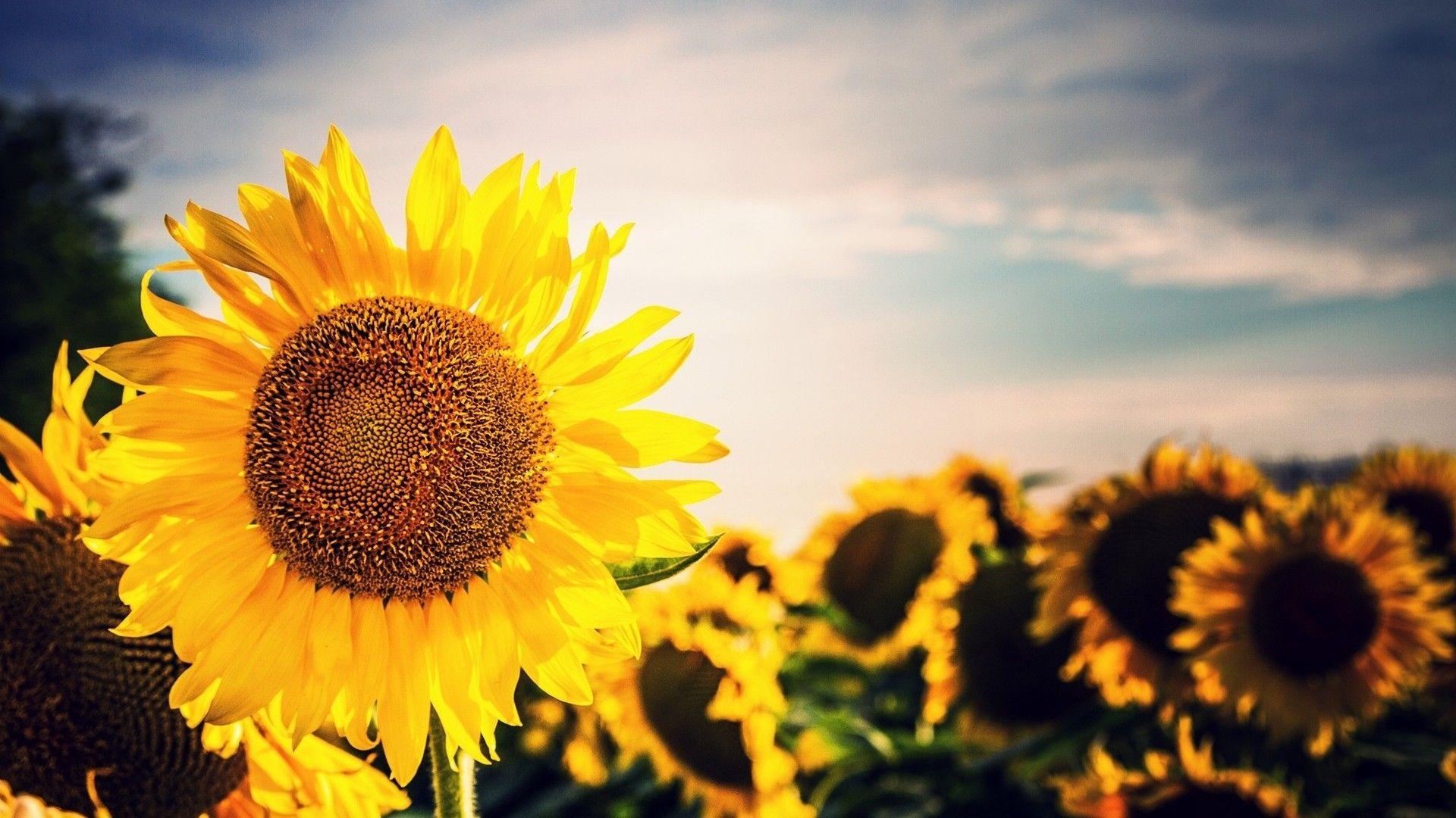 1920x1080 Sunflower Background Background for Free PowerPoint