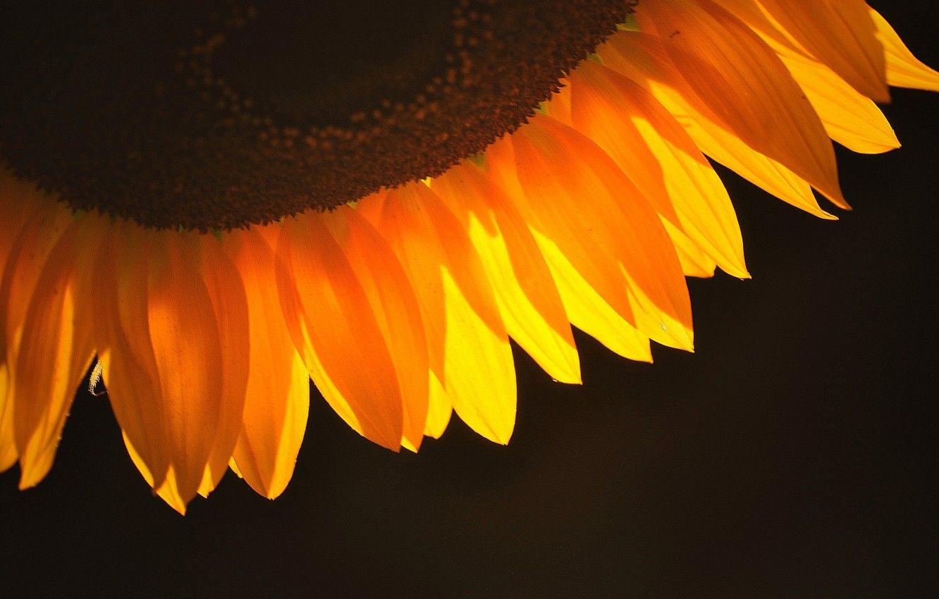1332x850 Wallpaper background, dark, sunflower, petals, orange image