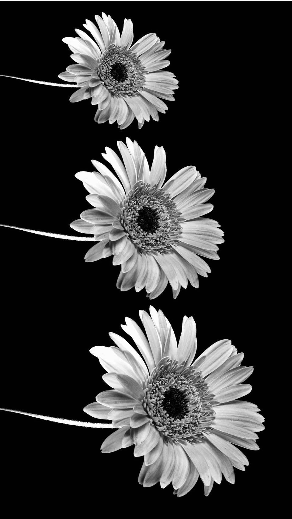 960x1704 Black And White Background Tumblr