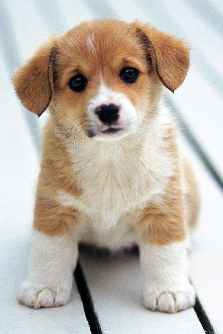 727x1090 Cute Baby Puppy Wallpaper Wallpaper Desktop Background