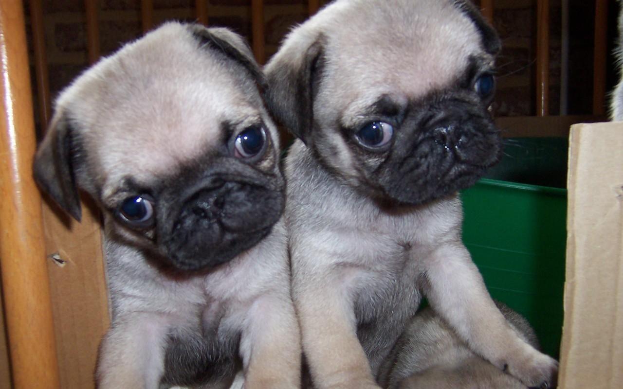 1280x800 Cute Puppies Wallpaper (19). Cute Puppy Wallpaper, Cute Puppy
