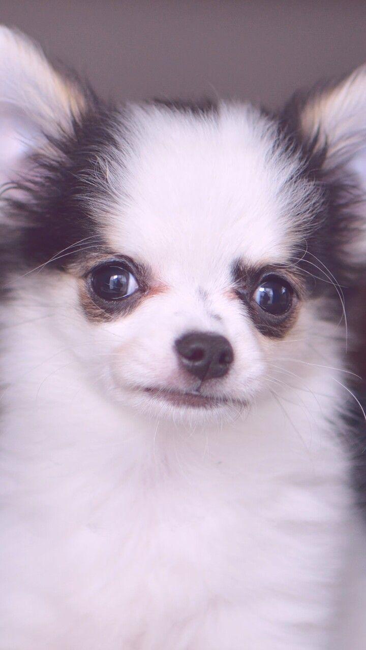 720x1280 animals, baby, baby dog, background, beautiful, beautiful dog
