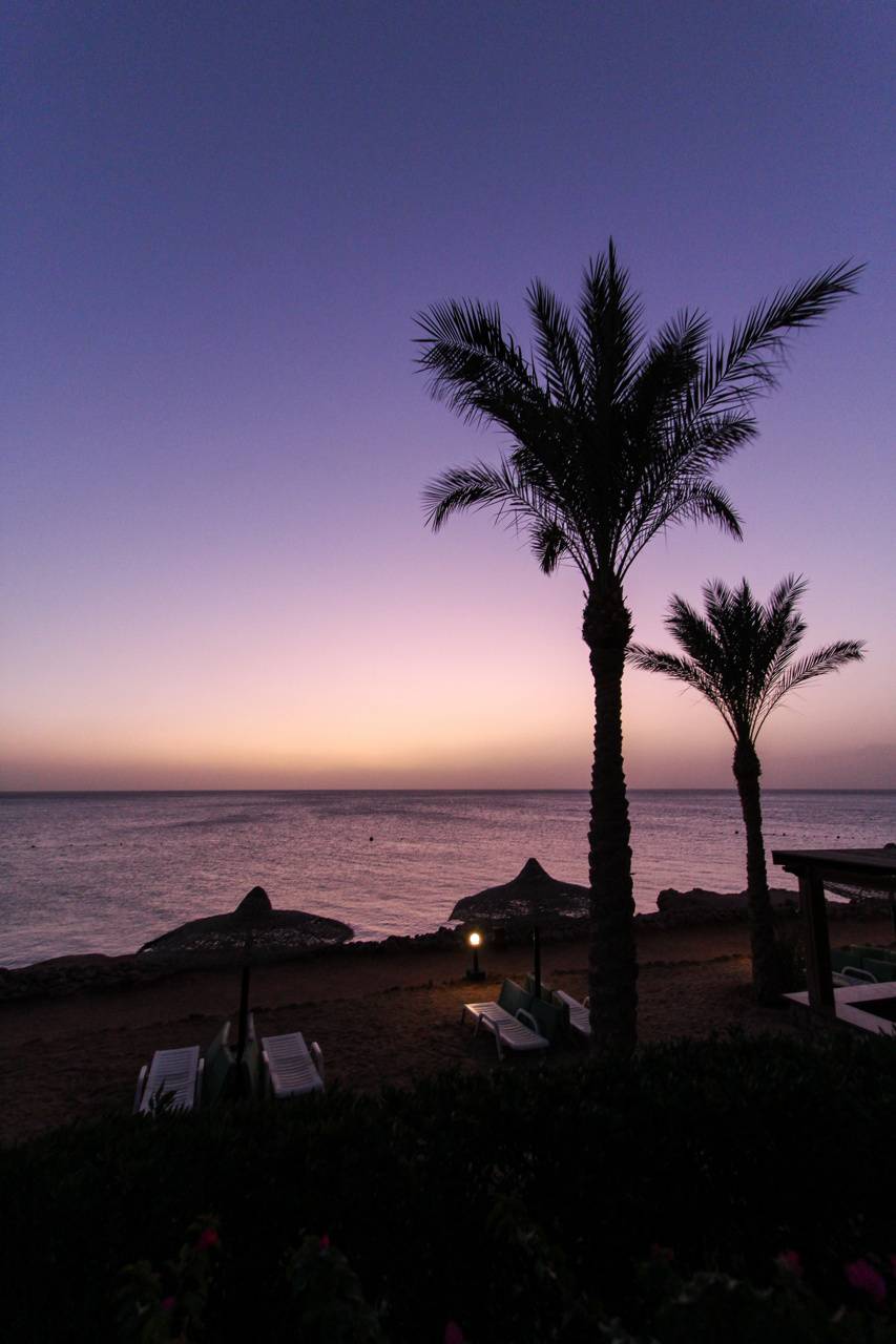 853x1280 Purple Palm tree wallpaper