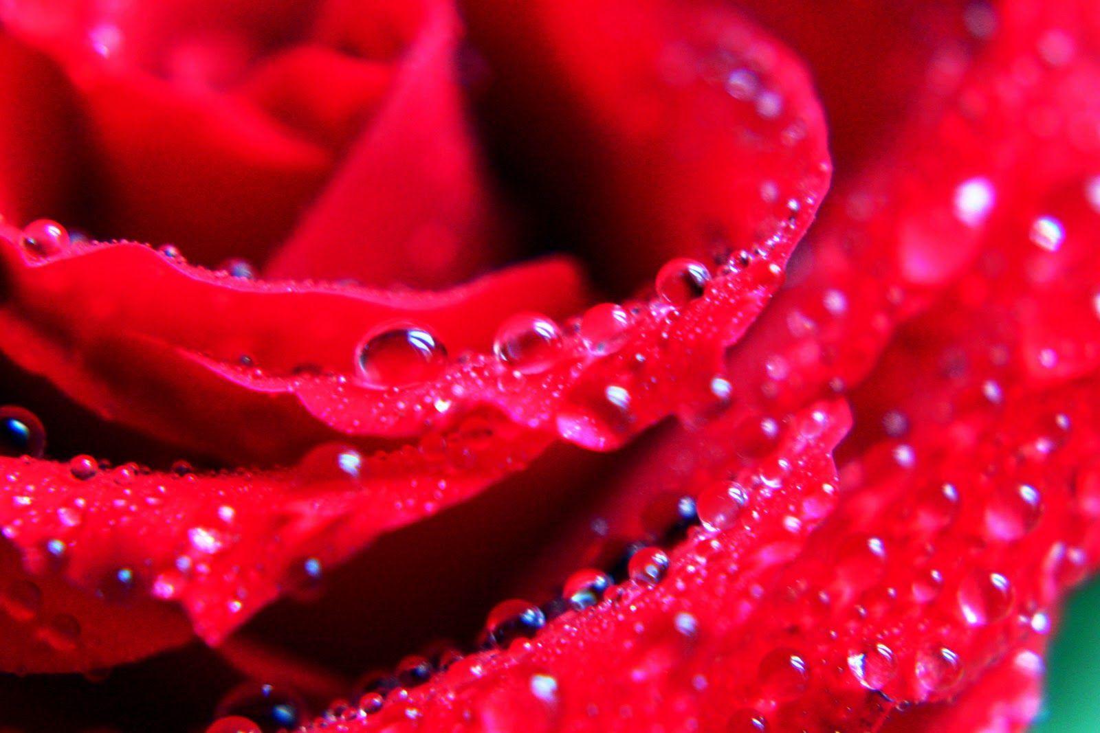 1600x1067 Desktop Wallpaper Beautiful Roses. Rose flower wallpaper, Red rose picture, Rose flower hd