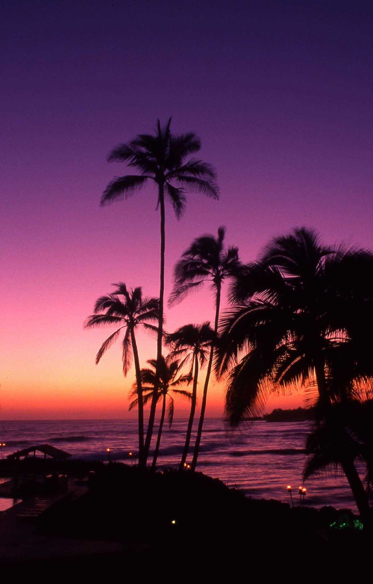 1200x1879 California Beaches Palm Trees Wallpaper Awesome Purple