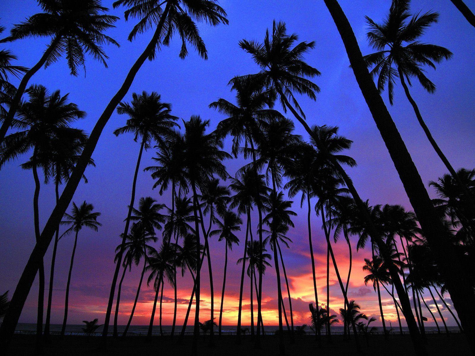 Purple Palm Tree Wallpapers - Top Free Purple Palm Tree Backgrounds