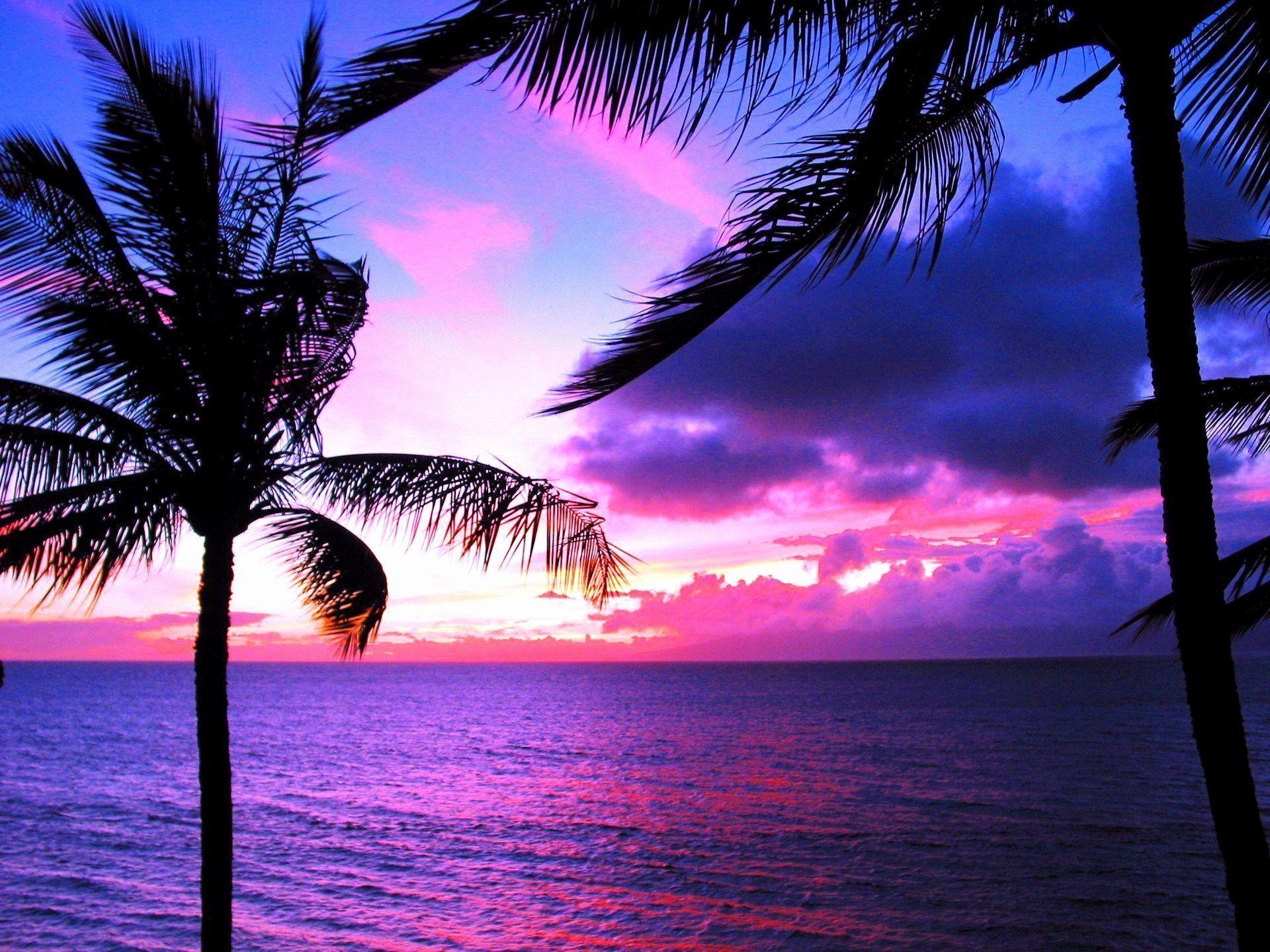 1920x1440 Hawaiian Beach Background Luxury Palm Tree Wallpaper Wallpaper