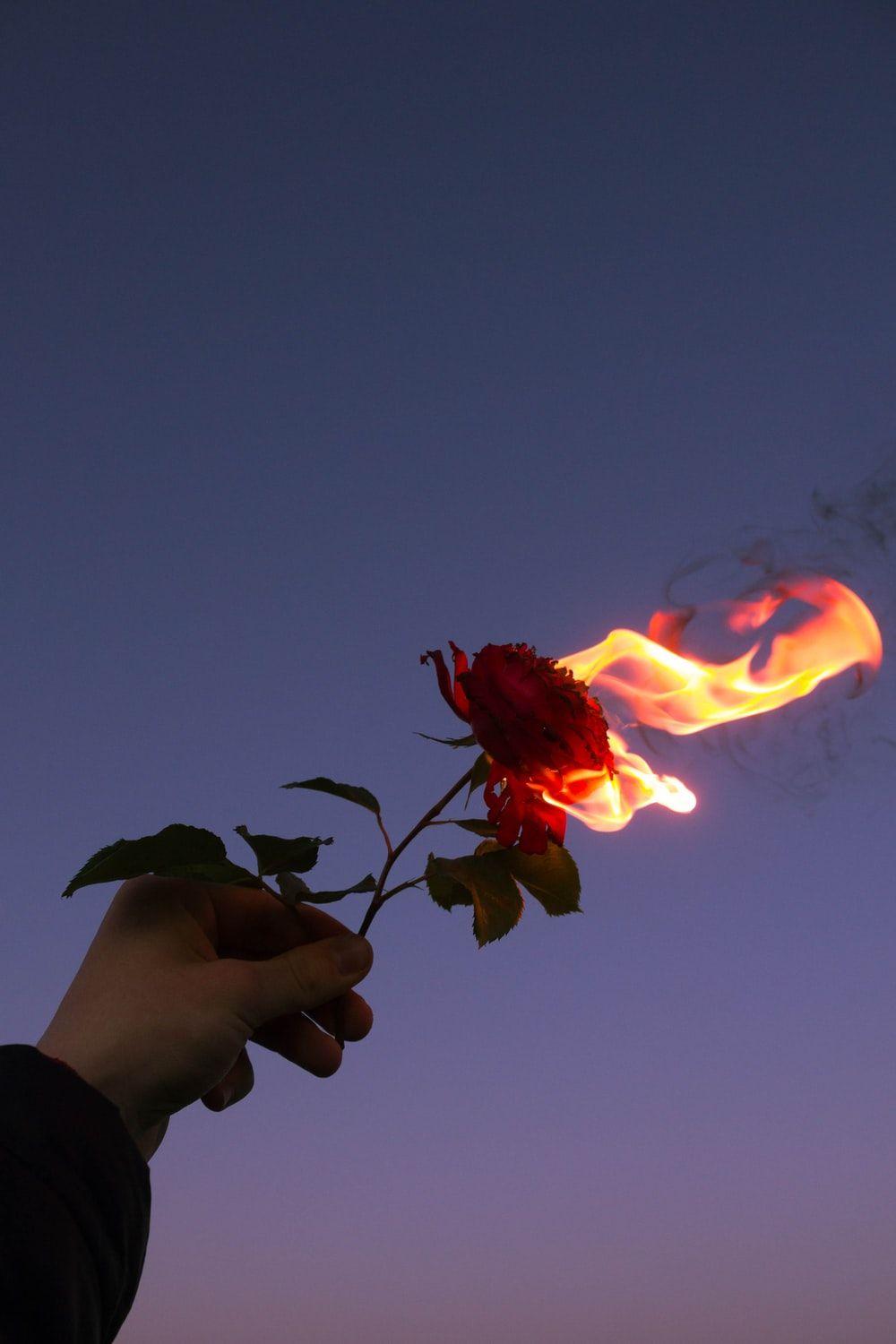Hình ảnh hoa hồng lửa 1000x1500