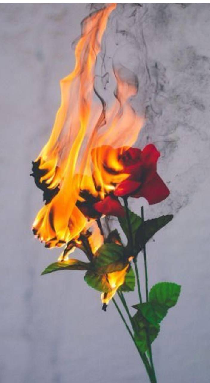 Burning Rose Wallpapers Top Free Burning Rose Backgrounds